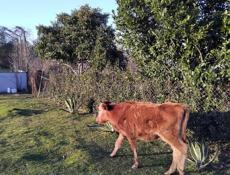 Продается село Адзюбжа 