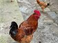 Продаю домашних петухов 