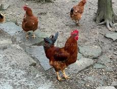 Продаю домашних петухов 