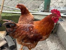 Продаю домашних петухов 