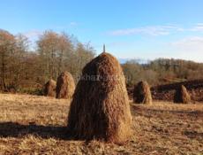 Продаю сено 