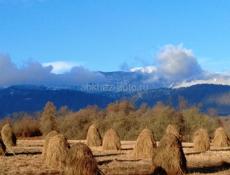 Продаю сено 