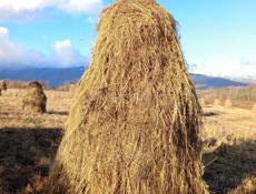 Продаю сено 