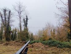 Ищу собаку или щенка для охоты чисто кровную или 