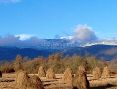 Продаю сено