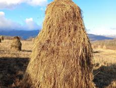 Продаю сено