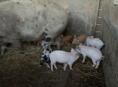 Продаются поросята 