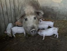 Продаются поросята 