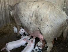 Продаются поросята 