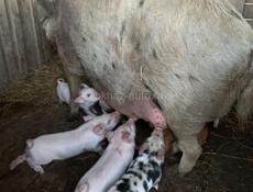 Продаются поросята 