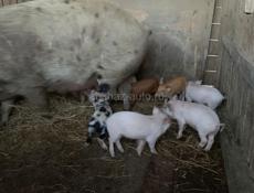 Продаются поросята 