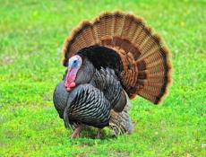 Продаются индюки