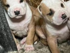 Щенки СТАФФОРДШИРСКОГО ТЕРЬЕРА!!!!!!!!!!!!!!