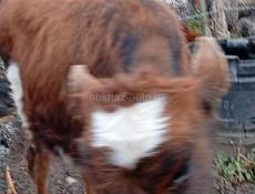 Бычок 5 месяцев 20т срочна