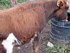 Бычок 5 месяцев 20т срочна