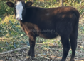 Телка  40-45 кг
