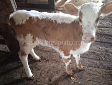 Теленок 2 месяца 
