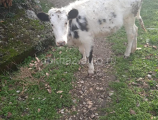 Теленок 9 месяцев. 