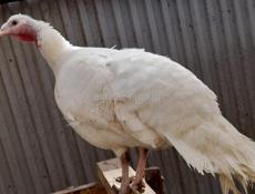 Продам индюка и индюшку