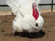 Продам индюка и индюшку