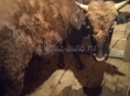 Продается бык срочно 