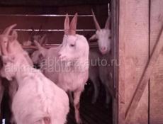 Продаются  годичные мальчики по 25т 