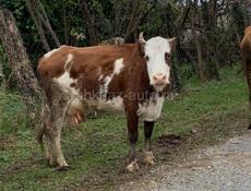 Продается корова 