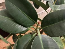 Дом Псахара