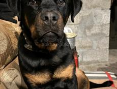 Продам Срочно Ротвейлер 