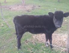 ПРОДАЮ КОРОВУ С ТЕЛЁНКАМ 