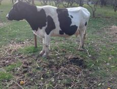 ПРОДАЮ КОРОВУ С ТЕЛЁНКАМ 