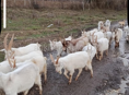 Козы большой выбор 