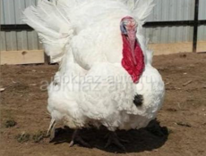 Корова коза баран индюк 