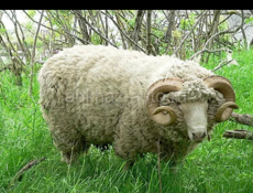 Корова коза баран индюк 