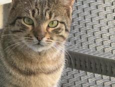 В добрые руки 