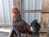 Молодые Петухи