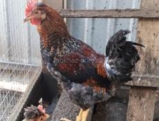 Молодые Петухи