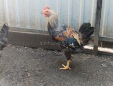 Молодые Петухи