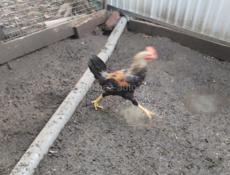 Молодые Петухи