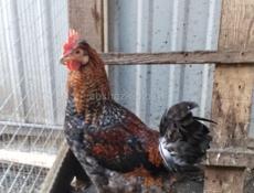 Молодые Петухи