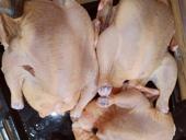 Индокуры домашние