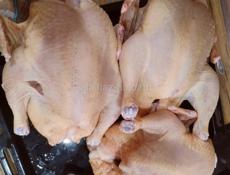 Индокуры домашние