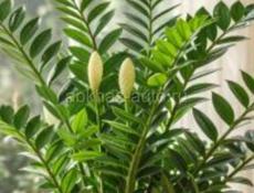 Возьму в аренду мини кофейню 