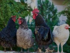Домашние Петухи и Куры.  Цена договорная 