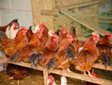 Домашние Петухи и Куры.  Цена договорная 