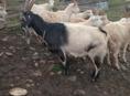 Продаются козы 25кг мясо 