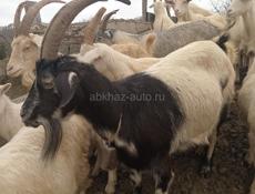 Продаются козы 25кг мясо 