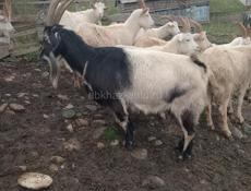 Продаются козы 25кг мясо 