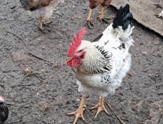 Петухи