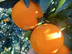  ВАШИНГТОНЫ КИВИ ЛИМОНЫ